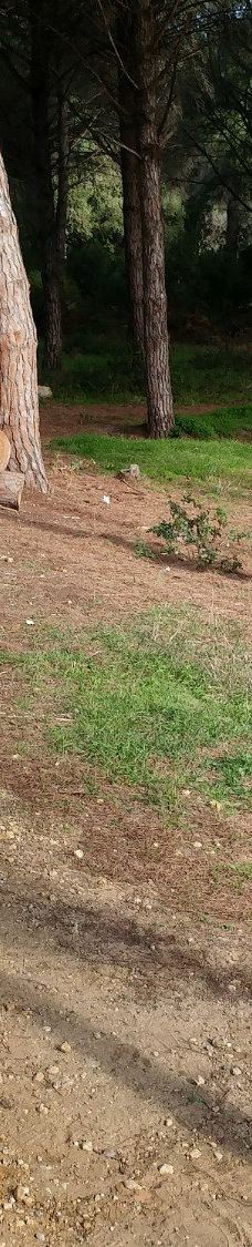 El Pinar del Rey-圣罗克