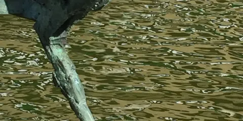 Bird by Michael Chase