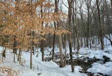Cedar Swamp景点图片