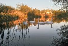 Parc de la Roselière景点图片
