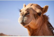 Camel safari景点图片