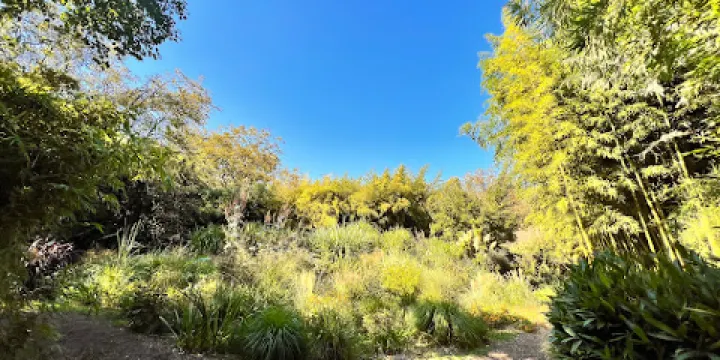 Bambous de Planbuisson