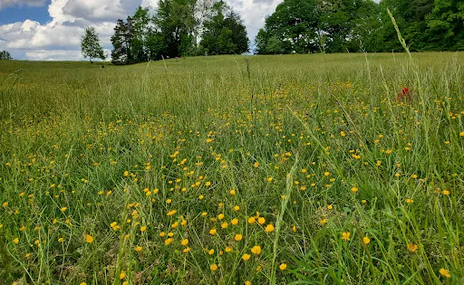 Loriella Park