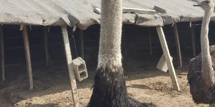 臨沂利寶多家庭農場鴕鳥園
