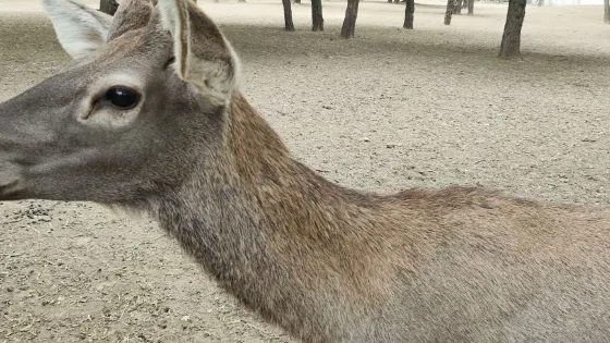 邢台市動物園
