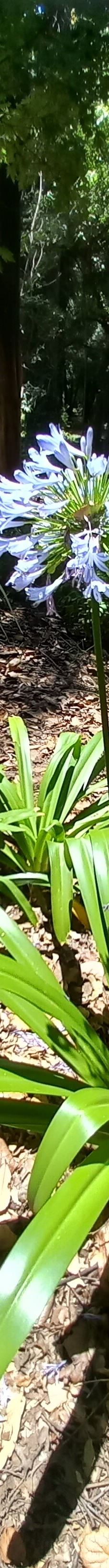 约翰内斯堡植物园-兰德堡