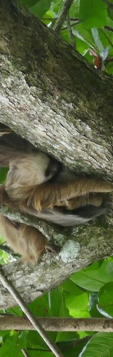 卡维塔国家公园-Talamanca