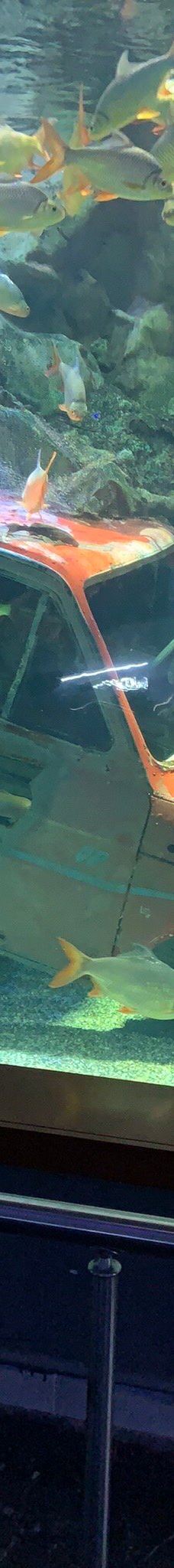 Deniz Dunyasi-安卡拉