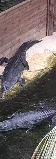 Biotropica, animal gardens-瓦德勒伊