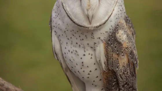 猛禽中心飛禽獵鳥秀