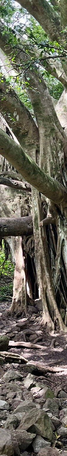 皮皮崴小径-茂宜县