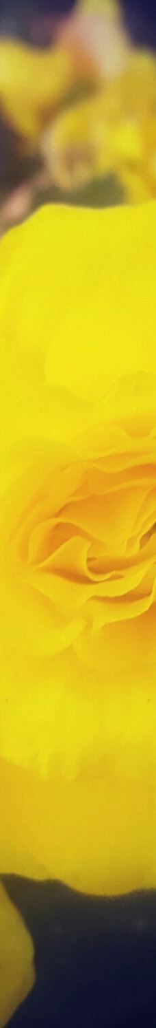 Ropner Park-蒂斯河畔斯托克顿