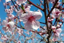Cox Berry Farm & Nursery景点图片