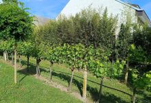 Weingut Kracher购物图片
