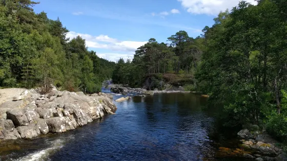 Dog Falls