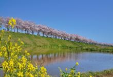 Ono Cherry Blossom Corridor景点图片