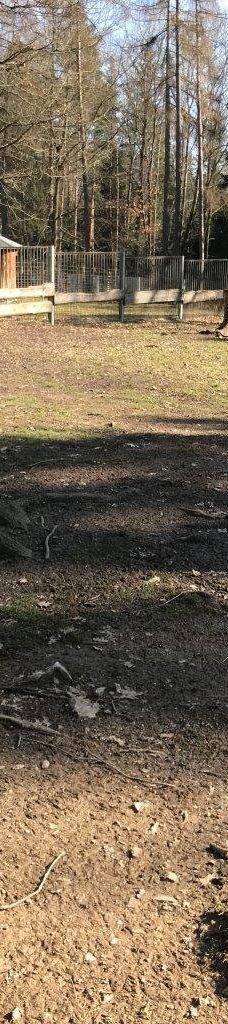 Tiergehege Waldhaus-莫尔斯多夫-泰希沃尔夫拉姆斯多夫