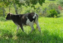 Tambo vida景点图片