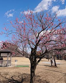 本町田遗迹公园-町田市