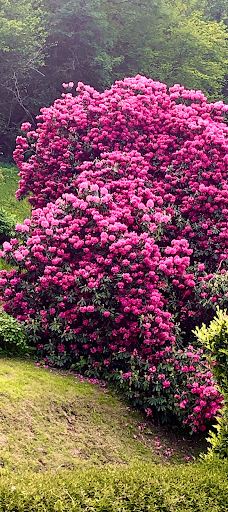 Grottes de Betharram-圣佩德比戈尔