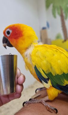 大波兰地区戈茹夫