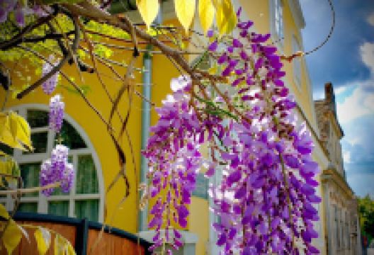 Kuća Radivoja Simonovića景点图片