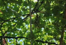 Yeşil Alan景点图片