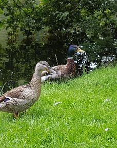 Tyrelodspynten-瓦埃勒