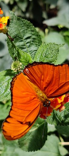 Butterfly Park Empuriabrava-Alt Emporda