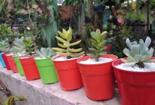 Vivero el Samán购物图片