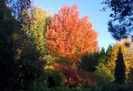 BYU-I Ricks Gardens景点图片