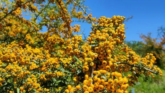 蛇山公園
