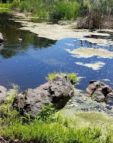 Talking Water Gardens-奥尔巴尼