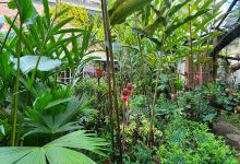 Jardin Vivero Las Cattleyas购物图片