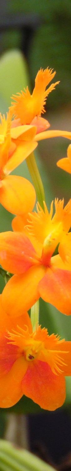 Orquidario de Morelia-莫雷利亚