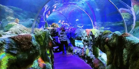 SEA LIFE Charlotte-Concord Aquarium