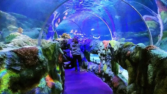 SEA LIFE Charlotte-Concord Aquarium