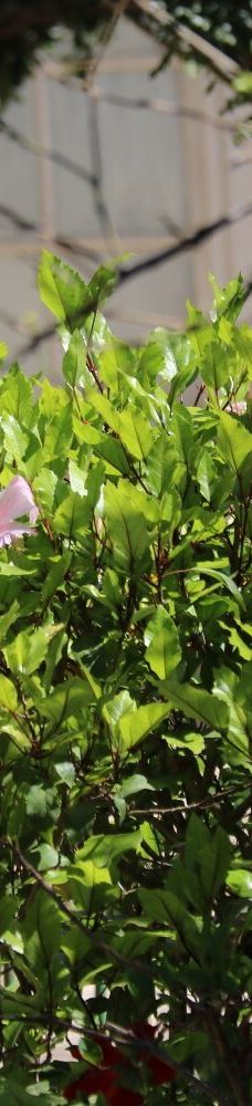 San Anton Gardens-阿塔尔德