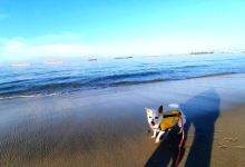 Rosie's Dog Beach景点图片