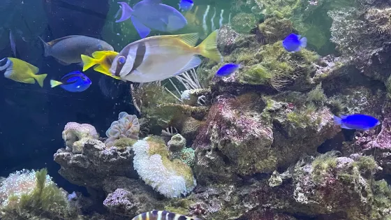 Marine Aquarium and Museum