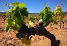 Vegamar Bodegas景点图片