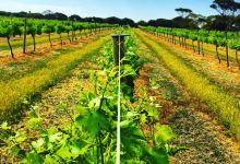 Barley Stacks Wines景点图片