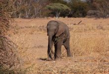 Dessert Elephants Conservation - Kunene Region景点图片