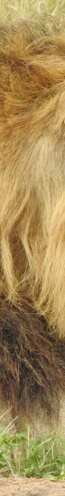 姆邦贝拉地方自治市