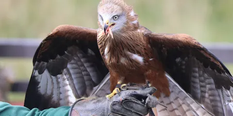 Kielder Water Bird of Prey Centre