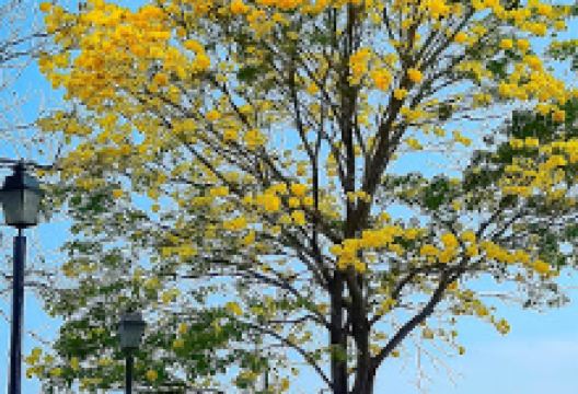 Comunitario de Don Bosco Park景点图片