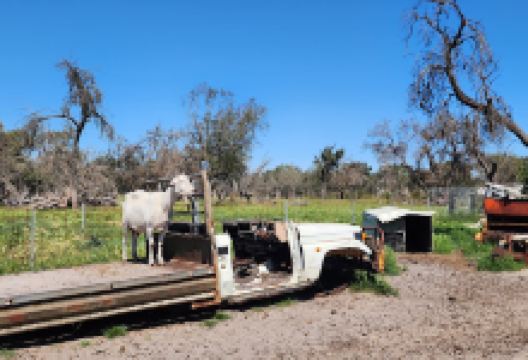 Local Goat美食图片