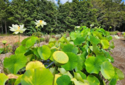 Land of the Lotus Ltd景点图片