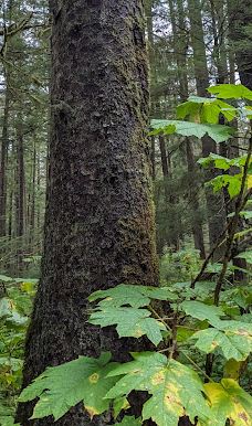 Glacier Gardens Rainforest Adventure-朱诺