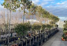 Sulney Nursery购物图片